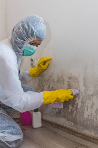 Best Emergency Mold Remediation  in Libertyvle, IL
