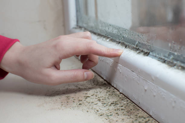 Best Black Mold Removal  in Libertyvle, IL