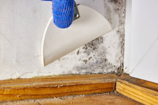 Best Environmental Consulting for Mold Prevention  in Libertyvle, IL